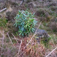 Rhododendron